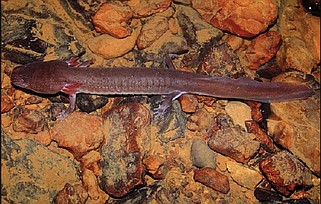 Tennessee Wildlife Resource Agency / The Center for Biological Diversity is seeking endangered species protections for the rare Berry Cave salamander.